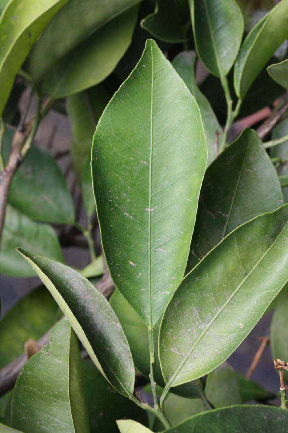              Unifoliolate leaf (Riverside, CA)       